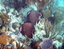 These Gray Angelfish were captured at Waterlemon Cay in S... by James Sullivan 